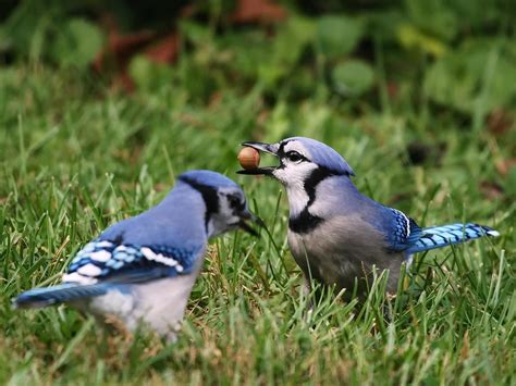 what do blue jay birds eat